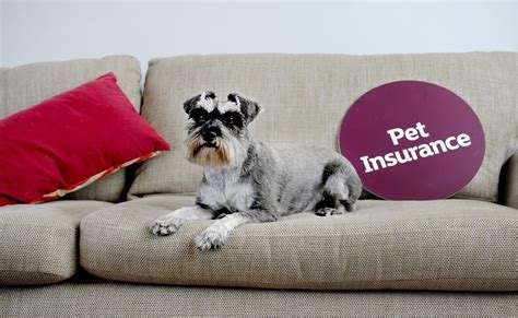 lifetime cover pet insurance meaning.